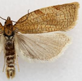 Male. © Loren Jones. Image used with permission.